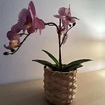 Ter Zwaanhoek Oostende