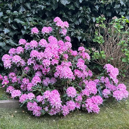 Feriehus Ter Zwaanhoek *