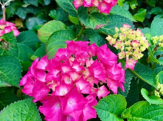 Ter Zwaanhoek 度假居 *