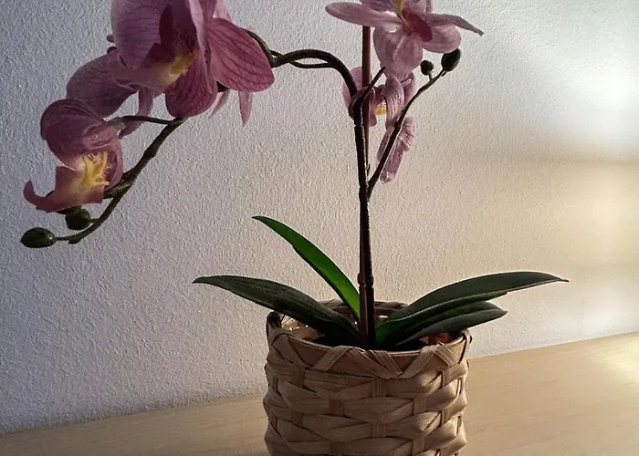 Ter Zwaanhoek 奥斯滕德