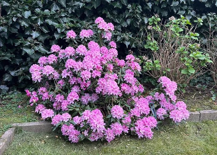 度假居 Ter Zwaanhoek *